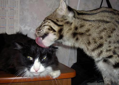 高校体育教师数字教学资源开发，高校体育教师数字教学资源开发研究