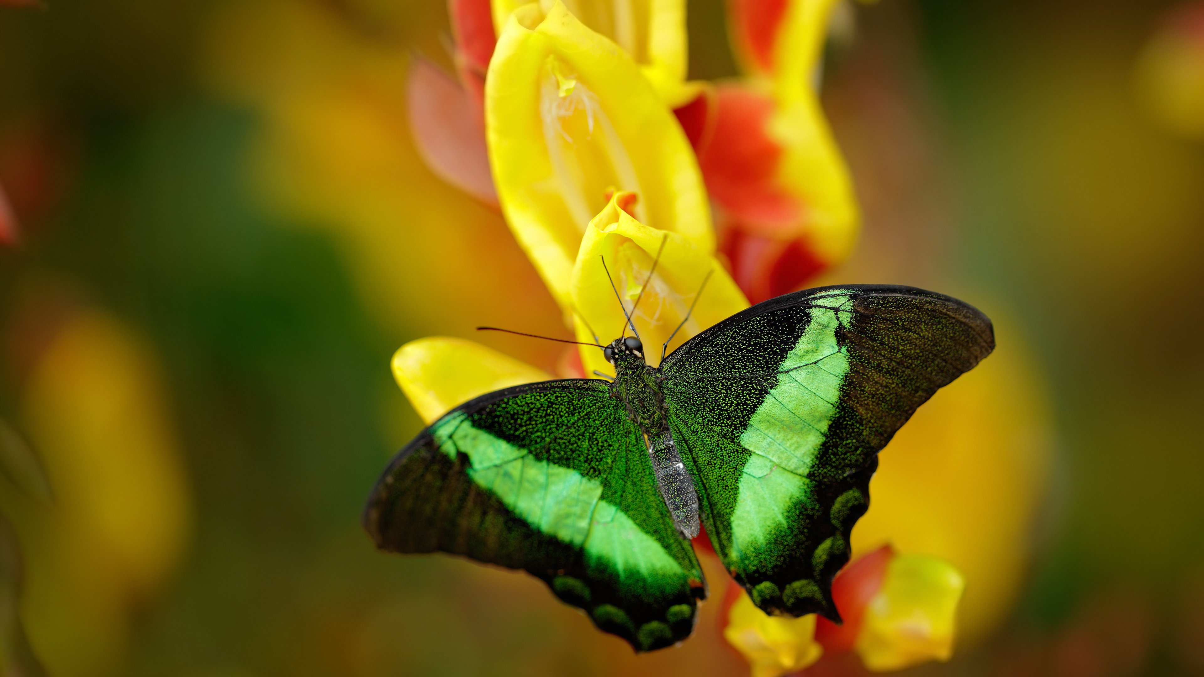 “宽板滑水:东三叉湖赛场见证新一代水上运动的崛起”