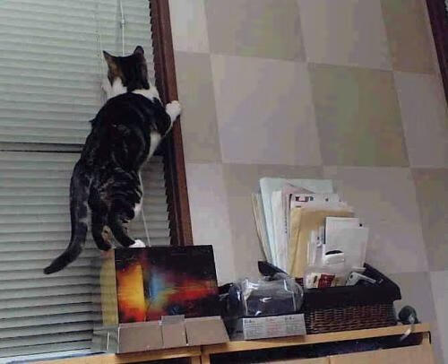 中国男篮集训强度稳步提升,中国男篮集训队的情况