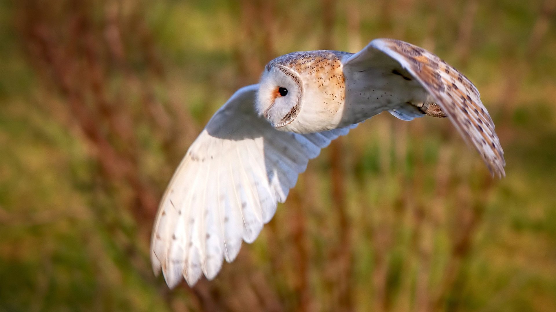 奥运备战科学训练方案全面推行,奥运会备战策略
