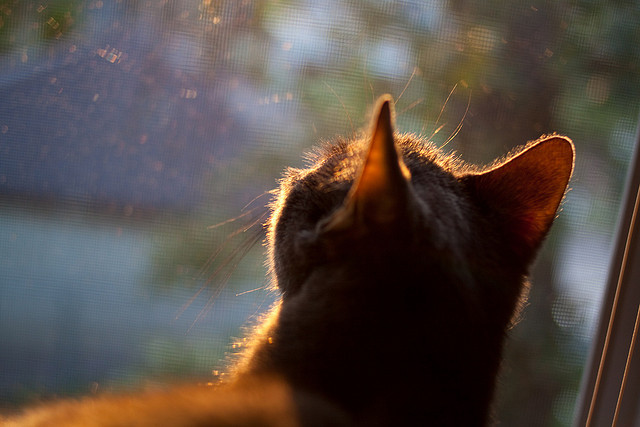 leyu乐鱼在线登录入口-孙颖莎与陈梦激烈对决，赛场竞争白热化，孙颖莎和陈梦人气谁更旺