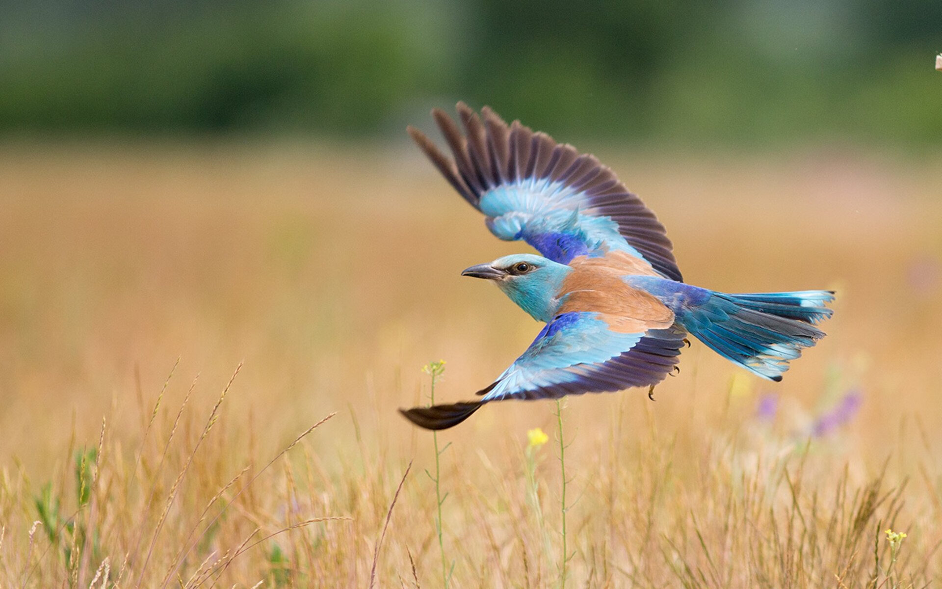 男队仰泳突破个人极限,中国男子仰泳领军人物