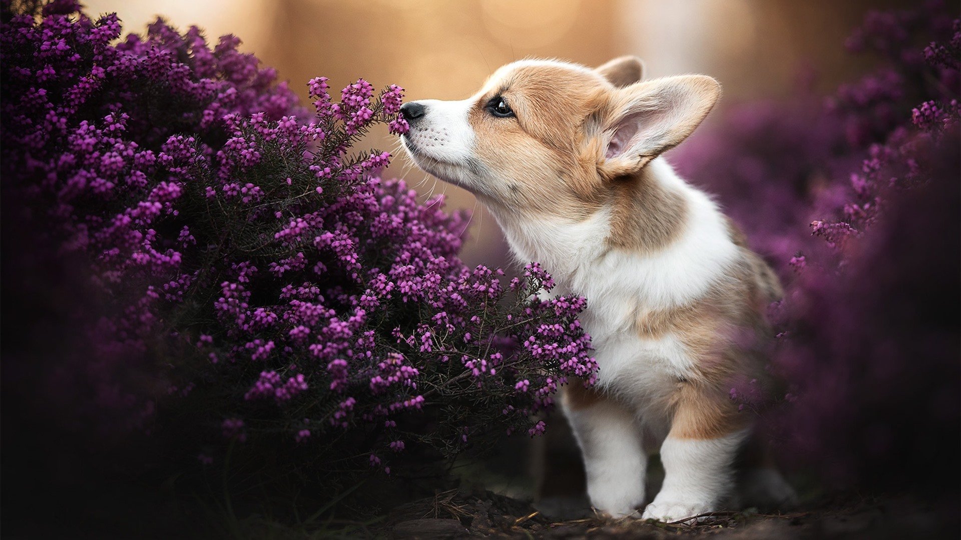 CBA加强球队技术交流促进联赛整体水平提升,cba球员训练