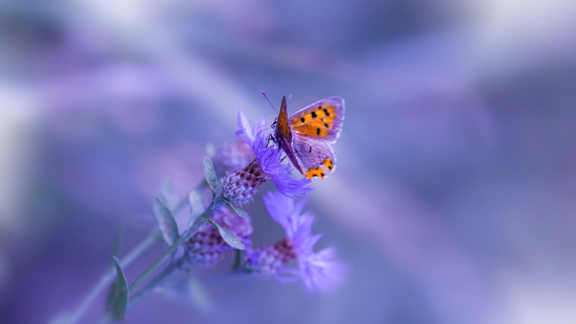 leyu乐鱼在线登录入口-“阿根廷美洲狮队：崭新的面孔，未来的无穷潜力”