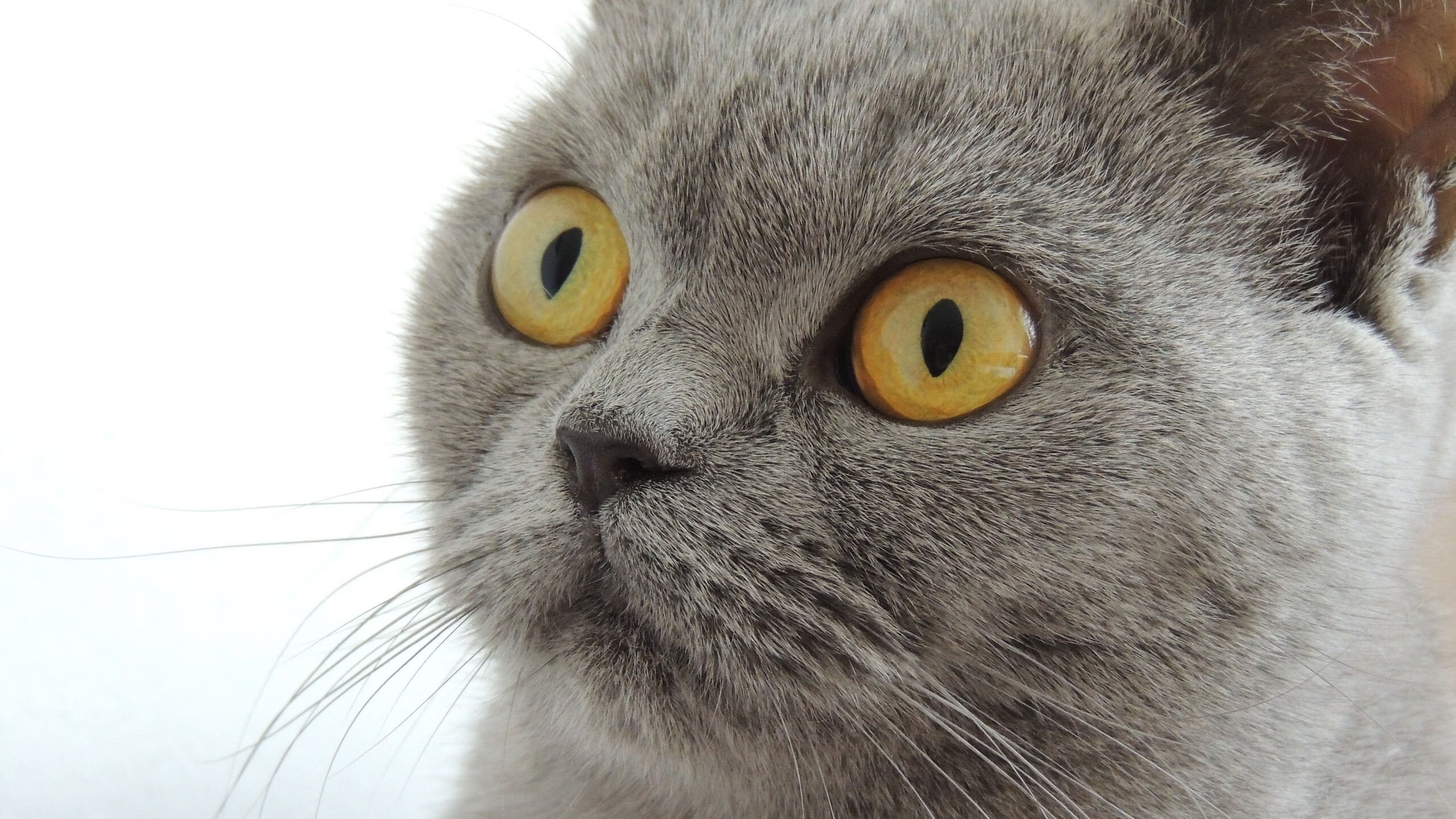 世界杯燃爆夜空:激情、荣耀、奇迹!,世界杯激情歌曲