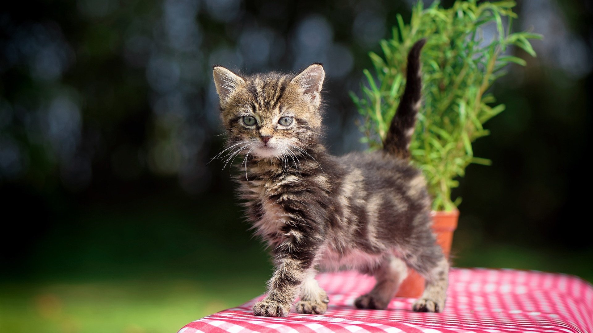 世界杯足球赛激烈角逐,世界杯足球比赛视频