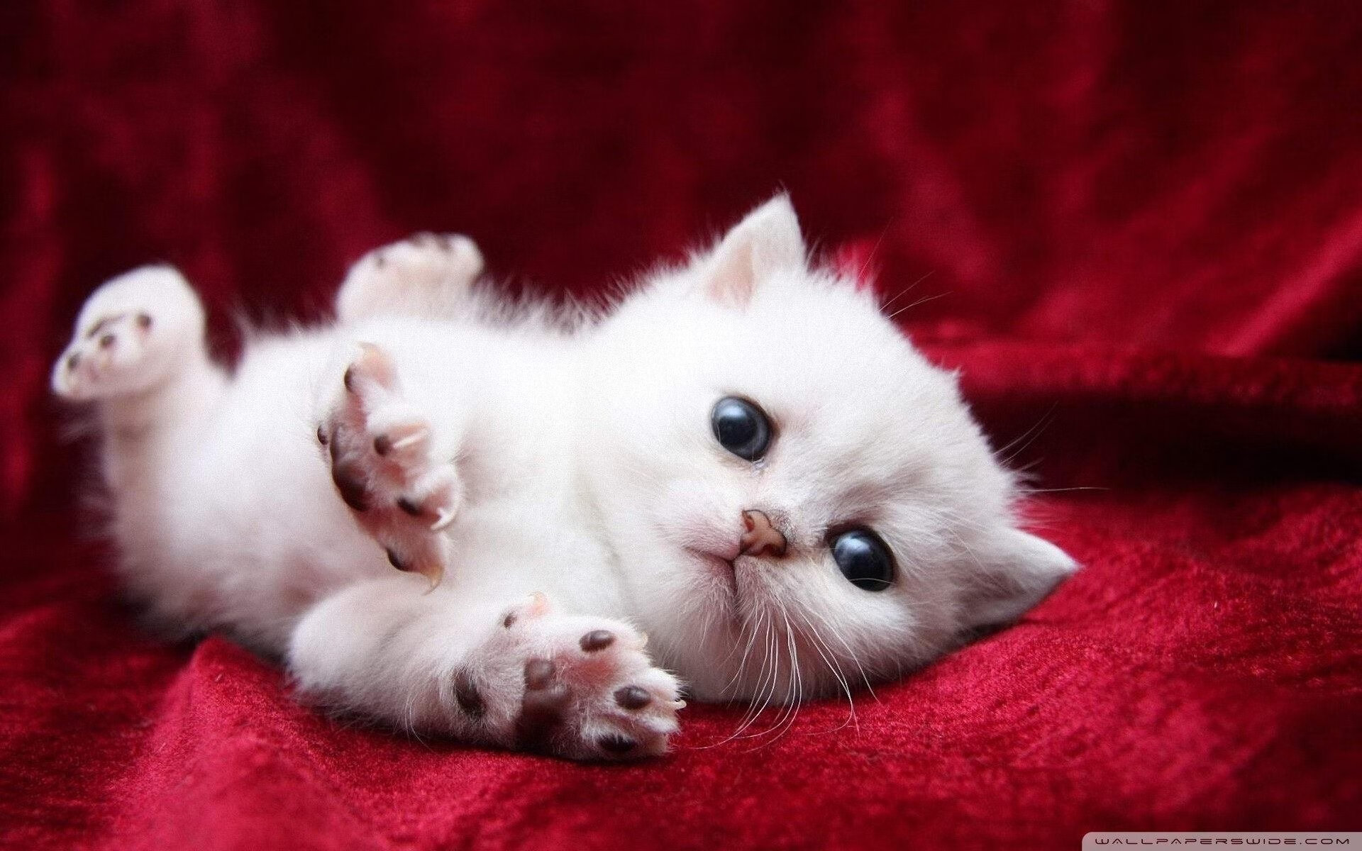 张雨霏状态回升世界大赛目标明确,张雨霏打破世界纪录了吗