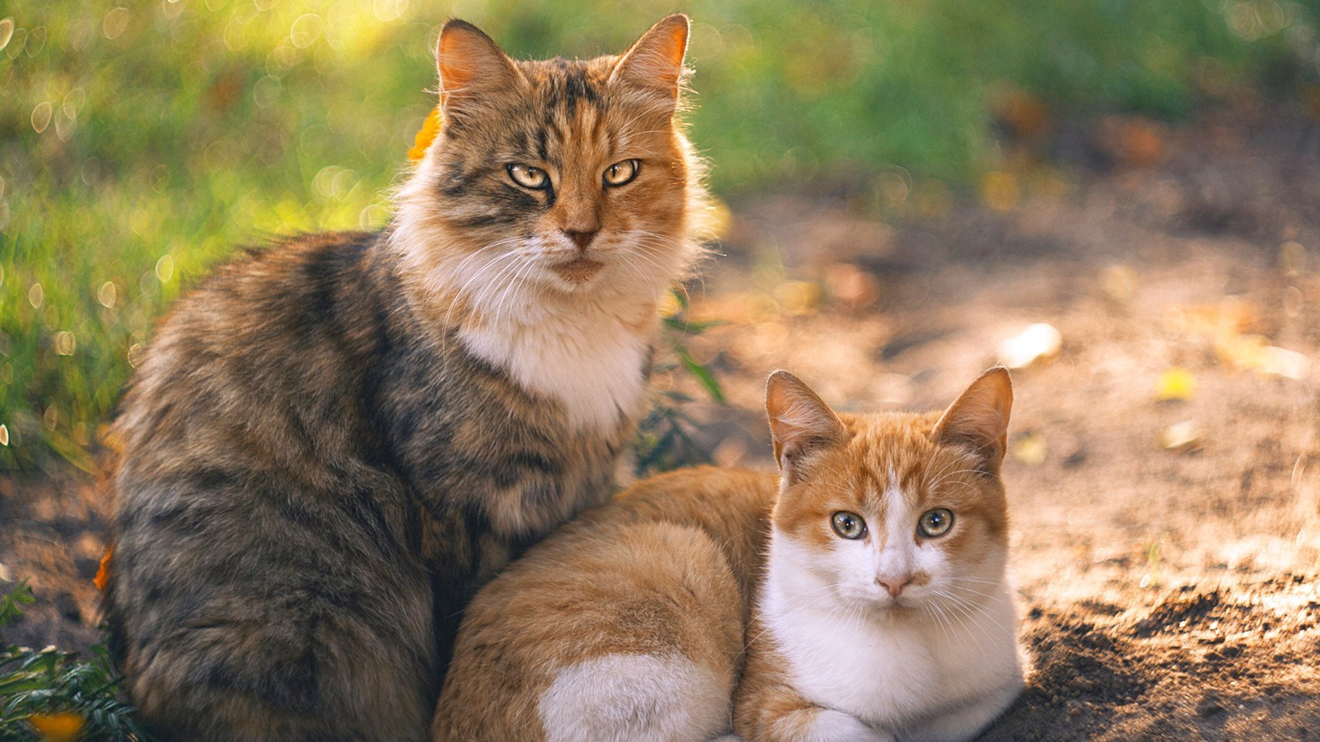 梅西带领阿根廷迎接世界杯,状态火热