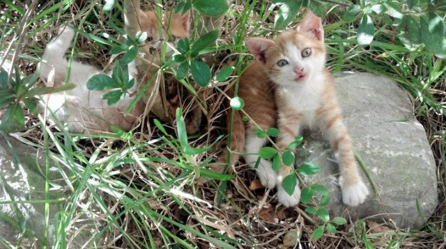 老牌球员退役,年轻力量接棒,足球最老退役球员
