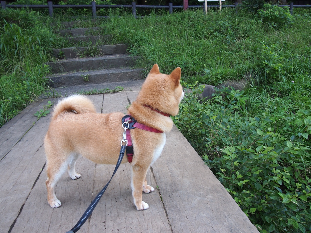 乐鱼体育App下载-青少年篮球营养指导手册发布助力健康成长和运动表现，青少年篮球训练食谱